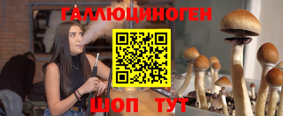 Псилоцибиновые грибы Psilocybine cubensis  Великий Новгород 